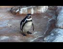 【東武動物公園】じゃっぱ君のてくてくタイム【フンボルトペンギン】
