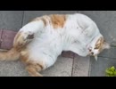 ホモと見るあたシコ猫