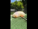 ホモと見る限界まで膨らませられたルフィギア5