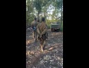 ホモと見るドナドナ