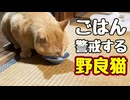 今日は お薬 無し【野良猫】