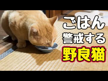 今日は お薬 無し【野良猫】