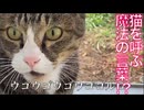 猫を呼びつける魔法の言葉を試してみた