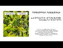 L'Artista Italiano - Mallorca, Mallorca