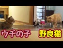 接近する【野良猫】