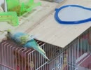 鏡を警戒しながら木を齧るインコ2025年9月9日