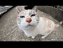 ゴロンとちょっかいを出す猫が可愛い