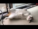 ごきげんくん