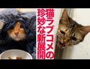 猫ラブコメ、テコ入れ新局面に突入する