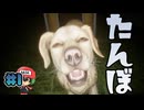 犬のさんぽをしていたはずが・・・【たんぼ The Paddy Field】#1