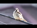 9月の庭の生き物