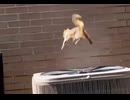ホモと見る室外機で遊ぶリス