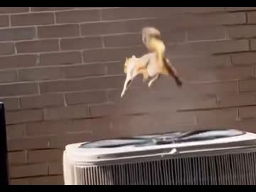 ホモと見る室外機で遊ぶリス