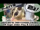 【#朝活】2025/09/10 7時のフクモモ部屋んぽ&お世話 #おはモモンガ #フクロモモンガ #sugarglider【ニコニコ生放送ではマイクミュートだったのでバックアップからあげ直し】