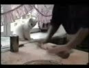 爆笑ネコ動画