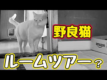 【野良猫】がルームツアーしてくれました…