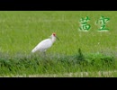 【朱鷺】茜空 / Chaosseeker ft.桜乃そら