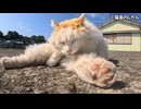 もふもふ猫のルイちゃんの秘密に迫る！
