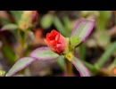 お花の動画 v2