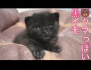黒き幼獣、クマか？猫か？いいえイモです