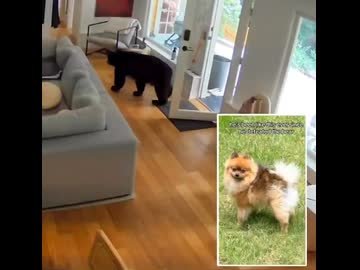 ホモと見る家に入ってきたクマを撃退するポメラニアン