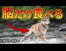 海オオカミが脳だけを食べる理由【解説動画】