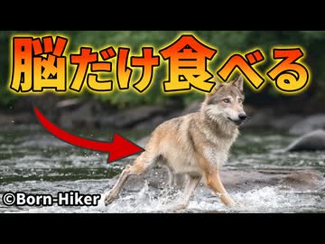 海オオカミが脳だけを食べる理由【解説動画】
