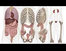 わき腹　下行結腸と上行結腸の体操