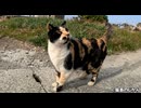 グリグリマッサージに甘えてくる三毛猫が可愛い