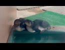 【東武動物公園】パルムさんとピノさんの寄り添いタイム【フンボルトペンギン】
