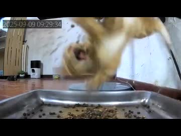 ホモと見る自動餌やり器から餌が出てきてたまげる猫