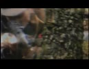 TA'OMA x Ugniavijas - Oi Šermukšnio