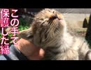 この手で保護した子猫たち、その歴史と縁