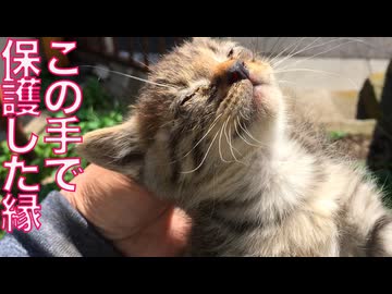 この手で保護した子猫たち、その歴史と縁