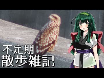 不定期散歩雑記_70 - トビの若鳥