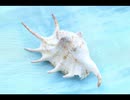 島唄を口笛で吹いてみた