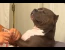 ホモと見る爪切りが嫌いな犬