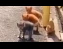 ホモと見る妹たちを守るため人間に立ち向かうお兄ちゃん