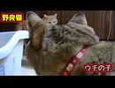 何が したいんだか…【野良猫】
