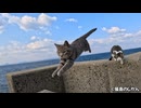 ジャンピング猫達と防波堤の仲間たち