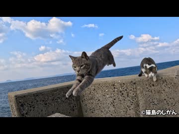 ジャンピング猫達と防波堤の仲間たち