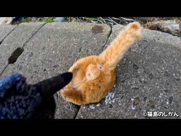 猫が吸い込まれる穴！パート3