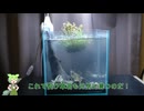 ずんだもんが水槽を立ち上げるよ！②詫び草と新しいライトの導入