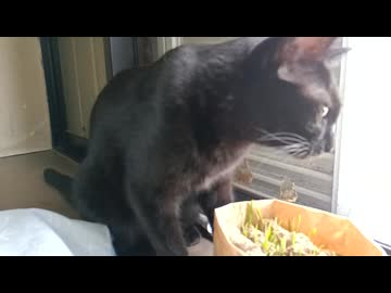 草に飽きたこま