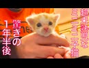175gのミニミニ幼猫、その驚きの1年半後