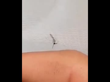 ホモと見る血を吸いたいけど針が届かない蚊