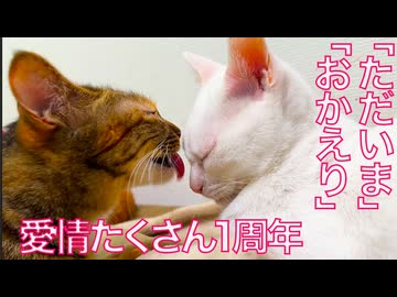 愛され娘猫、「ただいま」「おかえり」1周年