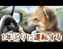 運転怖い…『ドライブマスター』