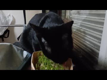 草に満足したこま