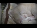 すやすや